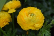 漂亮黄色花朵图片