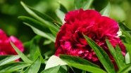 红色牡丹花朵摄影图片
