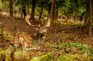 森林野生大獐鹿图片
