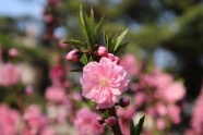 粉色樱花花朵摄影唯美图片