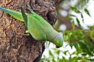 绿色羽毛鹦鹉图片