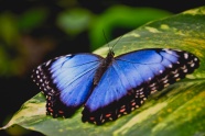 蓝色蝴蝶昆虫图片