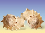螺旋海贝壳图片