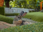 后院草地上可爱的兔子图片