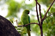 树枝绿色鹦鹉图片