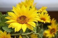 黄色向日葵花盛开图片