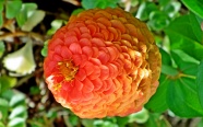 百日草微距花朵图片