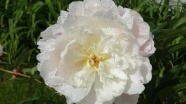 雨后白色牡丹花朵图片