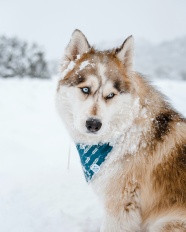 寒雪中的宠物狗图片