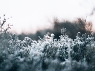 白霜覆盖的植物图片