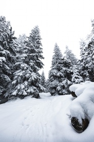 冬季雪地雪松风景图片
