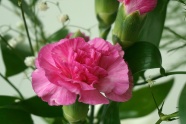 粉红色康乃馨花朵图片