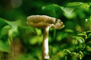 一朵森林蘑菇图片