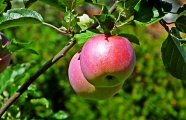 枝头成熟苹果图片