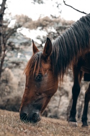 一匹正在草地上吃草的马图片