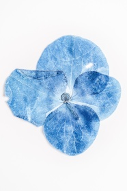 蓝色花朵图片标本