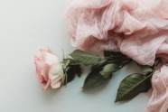 一枝粉色玫瑰花图片摄影