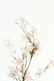 小清新樱花摄影图片