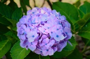 紫色绣球花花团图片