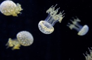 淡黄色透明水母图片