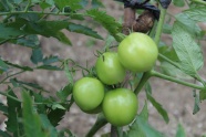 绿色番茄西红柿图片