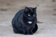 严肃黑色小猫图片