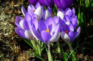 淡紫色番红花图片
