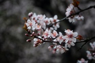 梅花枝盛开梅花花朵图片