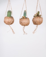 吊绳小盆栽花卉图片