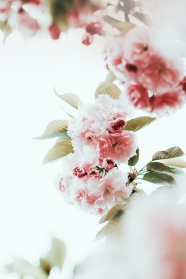 小清新淡雅粉色花朵图片
