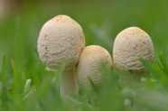 草丛蘑菇朵摄影图片