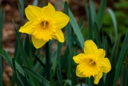 漂亮黄色水仙花朵图片