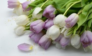 郁金香花束花朵图片