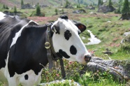 黑白奶牛放牧图片
