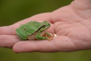手上的绿蛙图片
