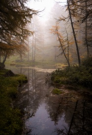 雾气朦胧树林溪流图片