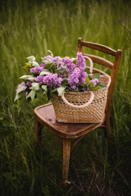草丛椅子丁香花图片