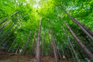 春天森林绿树景观图片