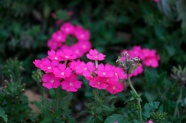 春天植物小花朵图片