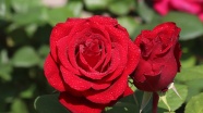 大红色玫瑰花朵特写图片