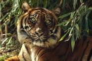 竹林里的大老虎图片