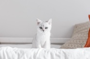 可爱小白猫图片
