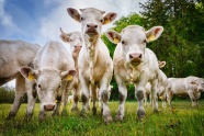 牧场白色奶牛群图片