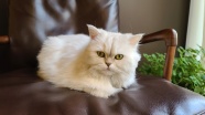 可爱白色宠物猫咪图片