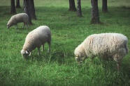 树林绵羊吃草图片