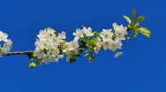 樱花枝白色樱花图片