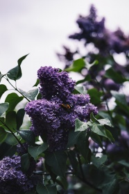 紫色植物花朵图片