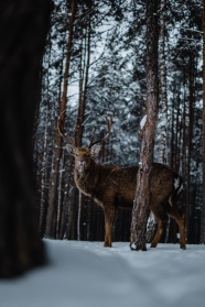 冬季树林野生藏羚羊图片