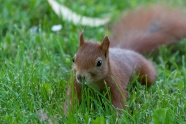 草地棕色小松鼠图片