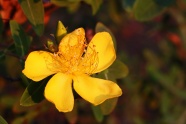 黄色连翘花朵图片